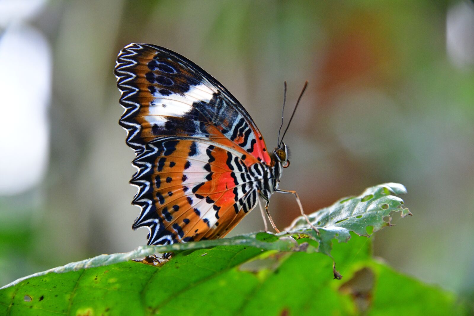 Nikon D850 sample photo. Butterfly, colourful, insect photography