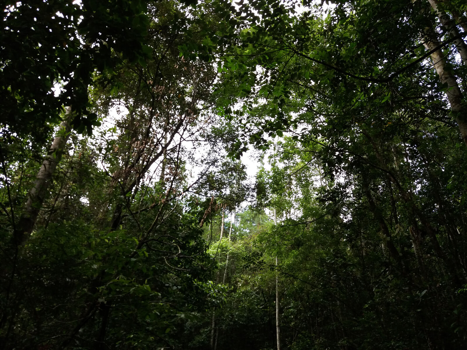 Samsung Galaxy J5(2016) sample photo. Dark, direction, forest, galle photography