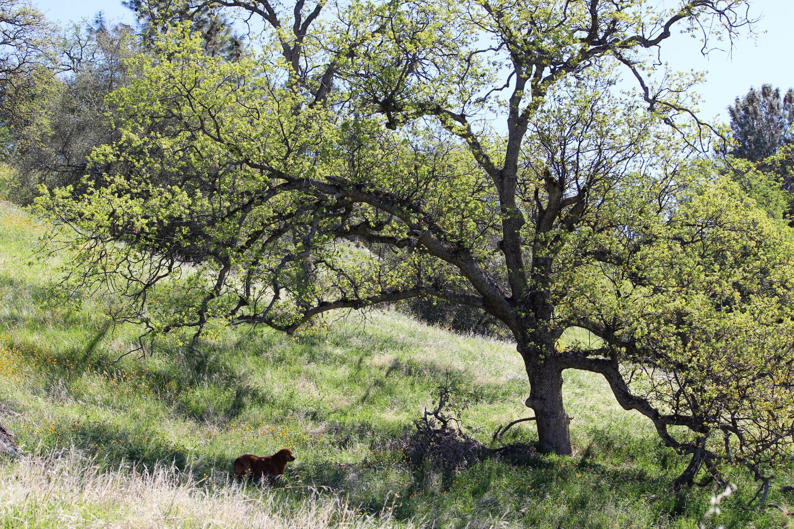Canon EOS 600D (Rebel EOS T3i / EOS Kiss X5) sample photo. Oak tree, meadow, oak photography