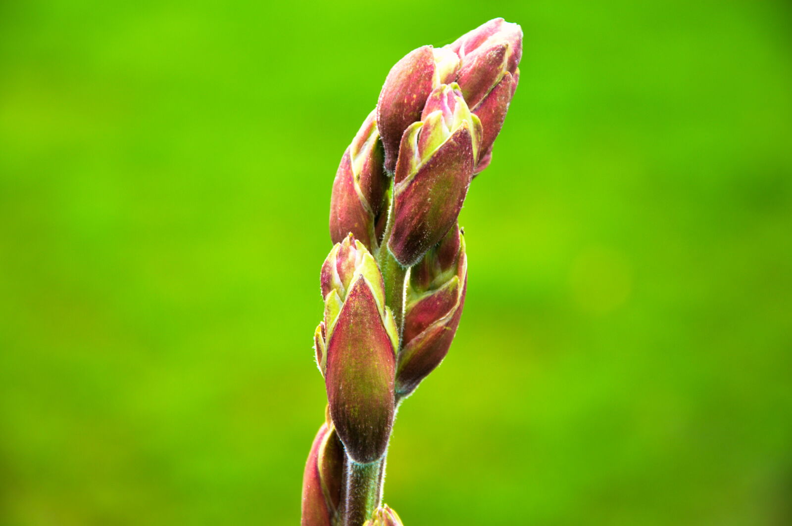 Nikon D3200 sample photo