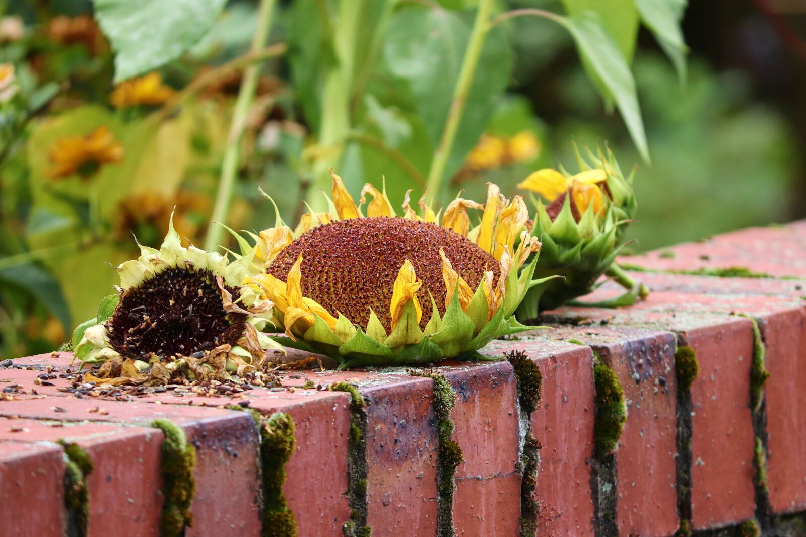 Canon EOS 200D (EOS Rebel SL2 / EOS Kiss X9) sample photo. Bird seed, food, sunflower photography