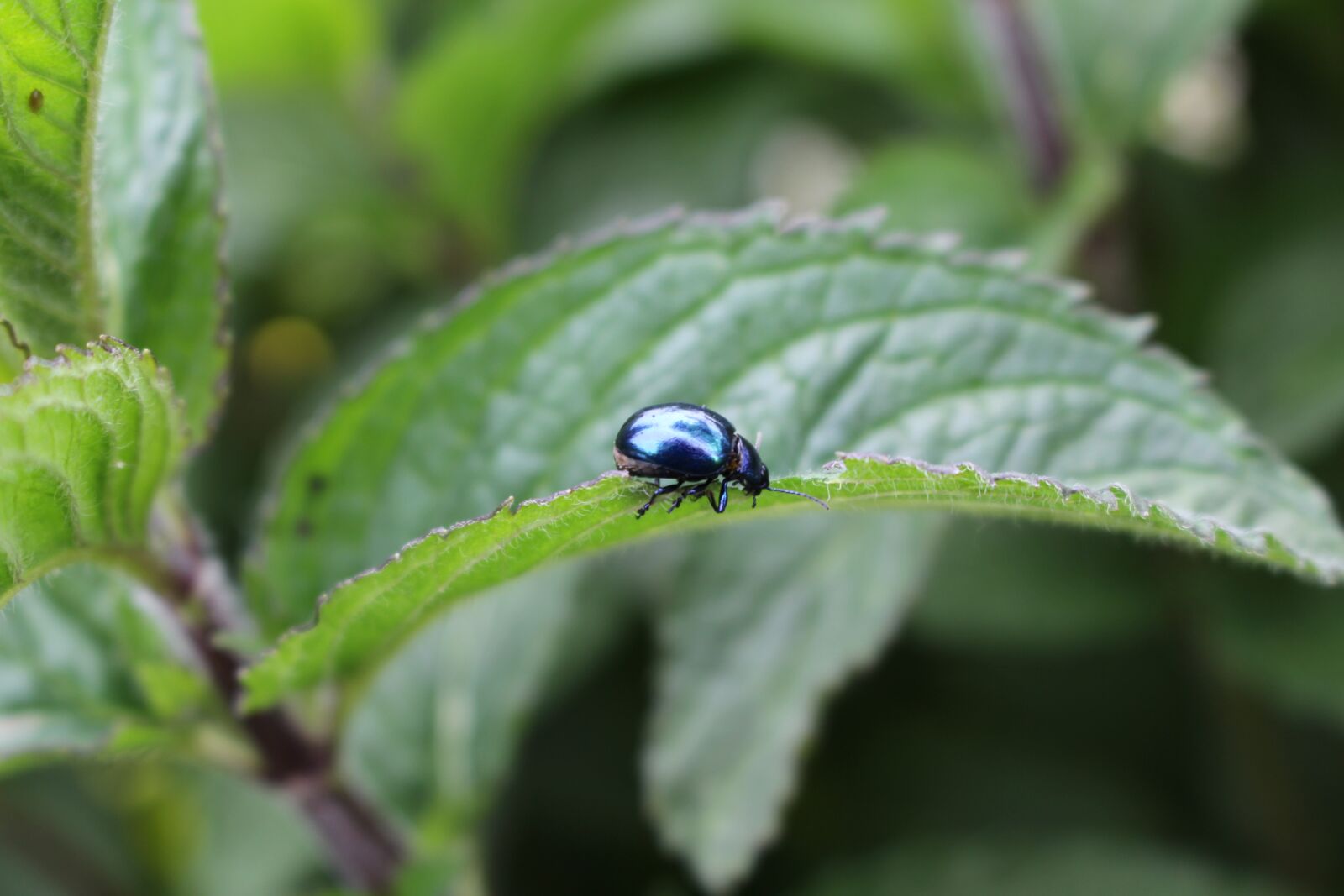 Canon EOS 700D (EOS Rebel T5i / EOS Kiss X7i) sample photo. Beetle, mint, insect photography