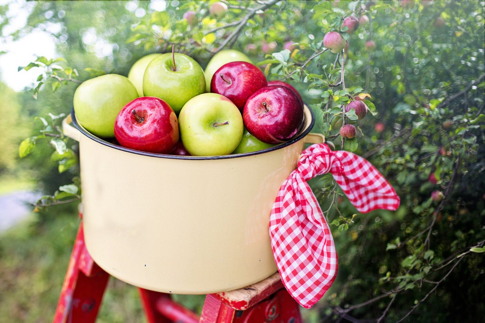 Canon EF 50mm F1.4 USM sample photo. Apples, apple orchard, apple photography
