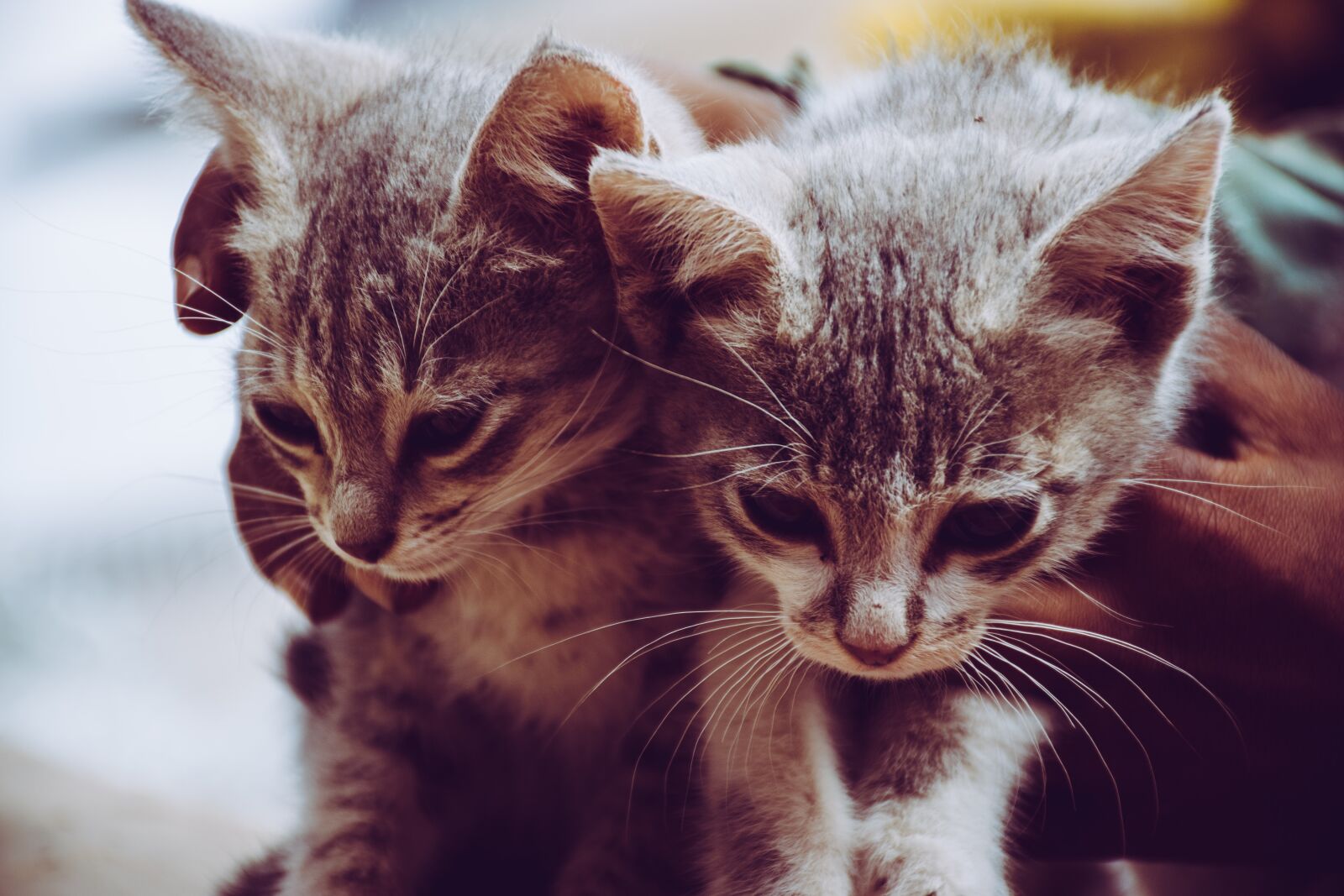 Nikon D5300 sample photo. Pets, animal, cats photography