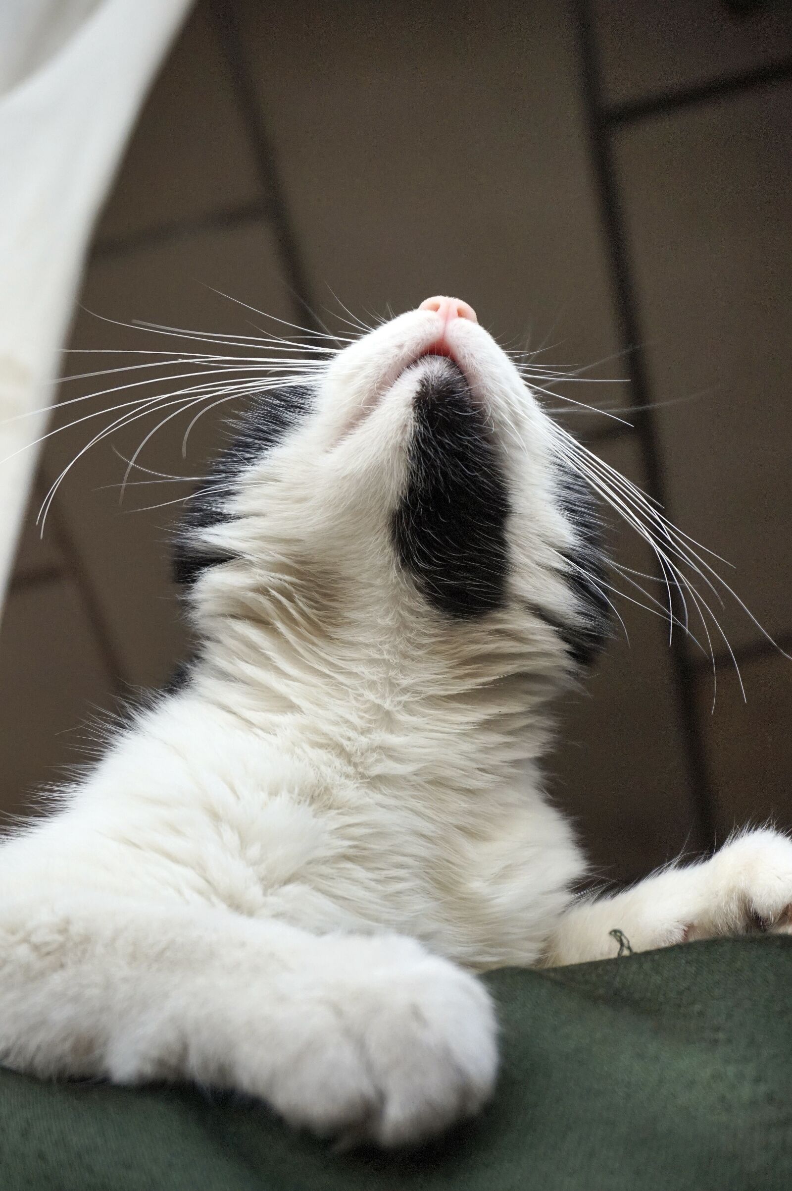 Sony E 16-50mm F3.5-5.6 PZ OSS sample photo. Cat, animal, cute photography