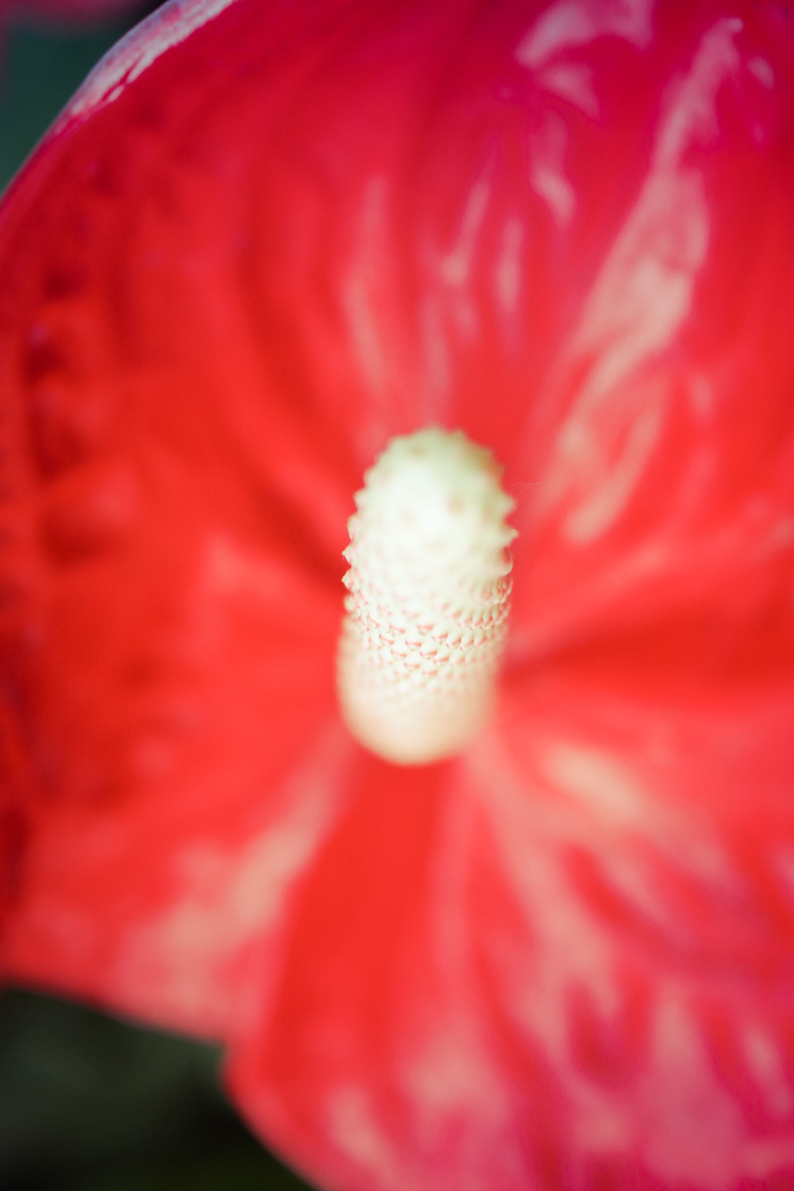 Canon EOS 500D (EOS Rebel T1i / EOS Kiss X3) sample photo. Beautiful, blossom, flamingo, flower photography