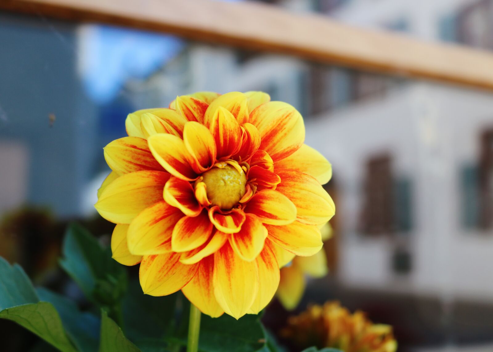 Canon EOS 750D (EOS Rebel T6i / EOS Kiss X8i) sample photo. Basel, flower, natural photography