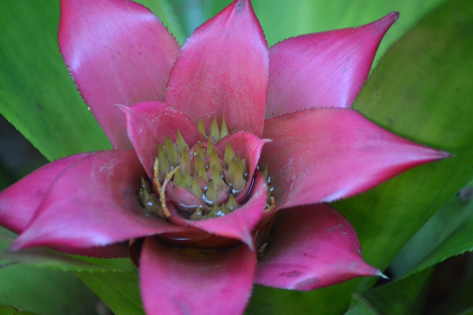 Nikon D3200 sample photo. Flower, colored, pink photography