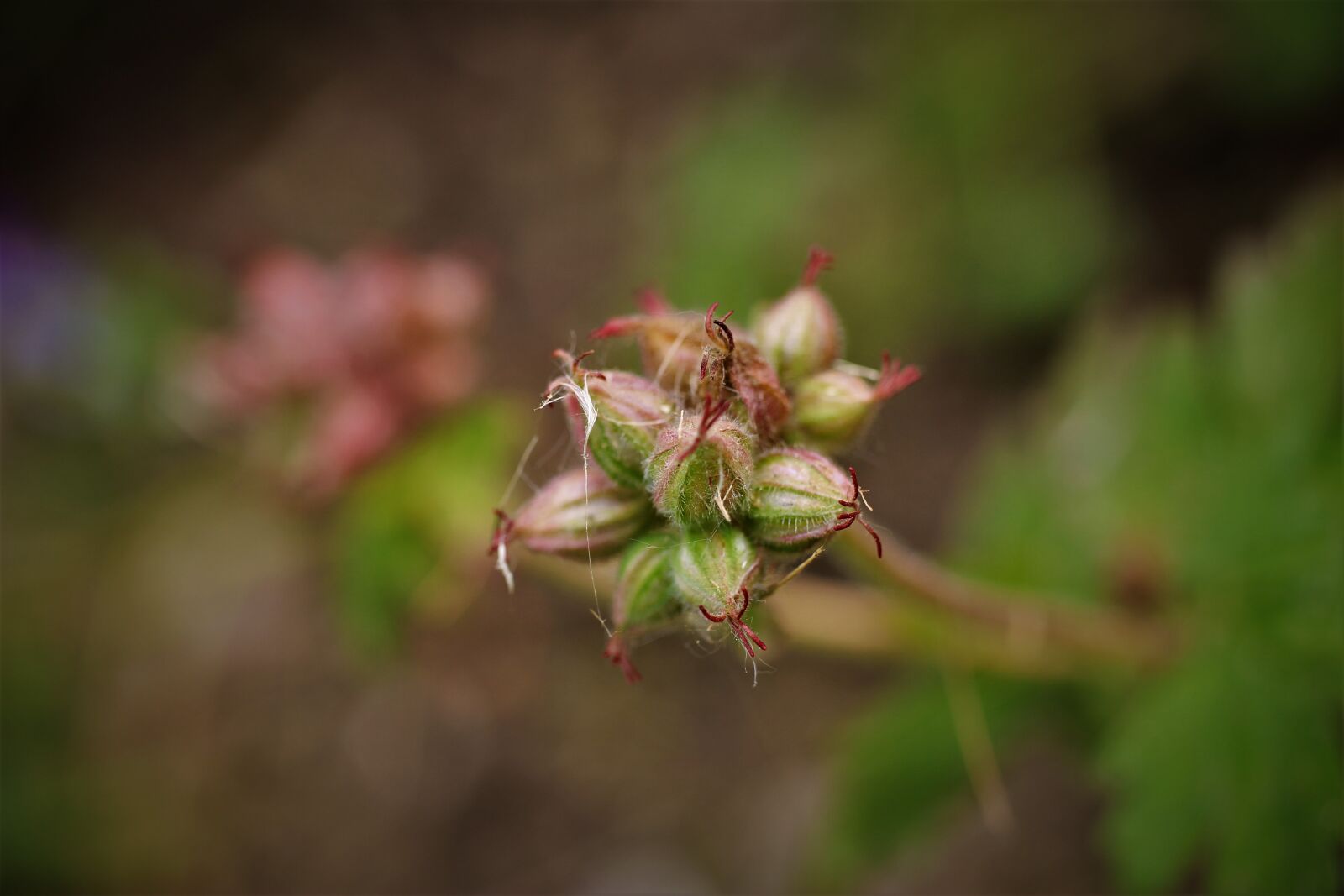 Canon EF-S 35mm F2.8 Macro IS STM sample photo. Balkan cranesbill, stork beaks photography