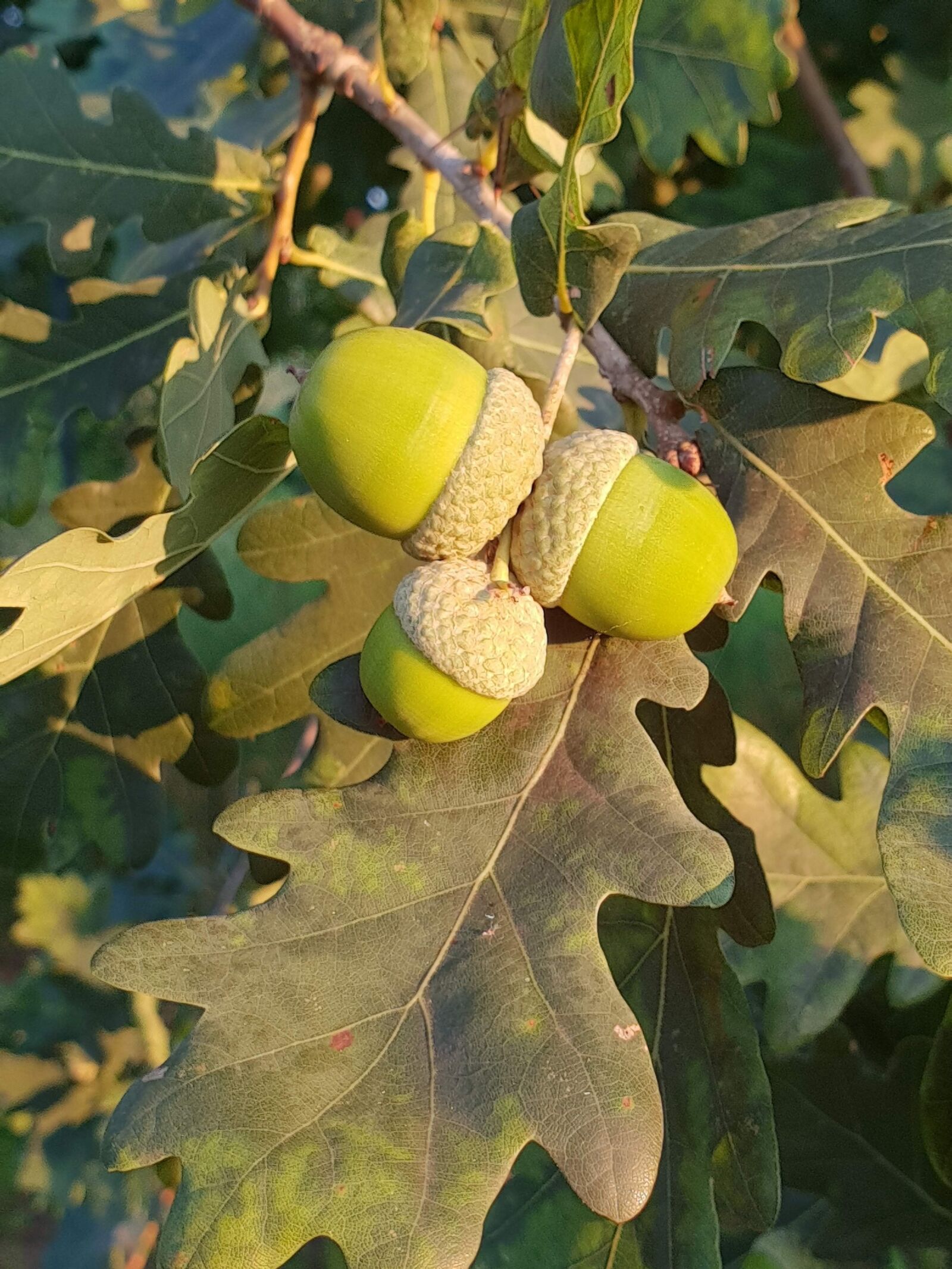 Samsung Galaxy S9+ sample photo. Acorn, leaves, tree photography