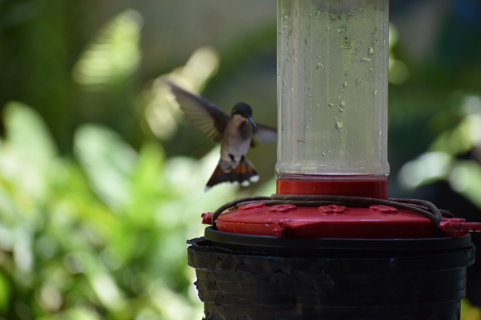 Nikon D3400 sample photo. Hummingbird, tropical, flight photography