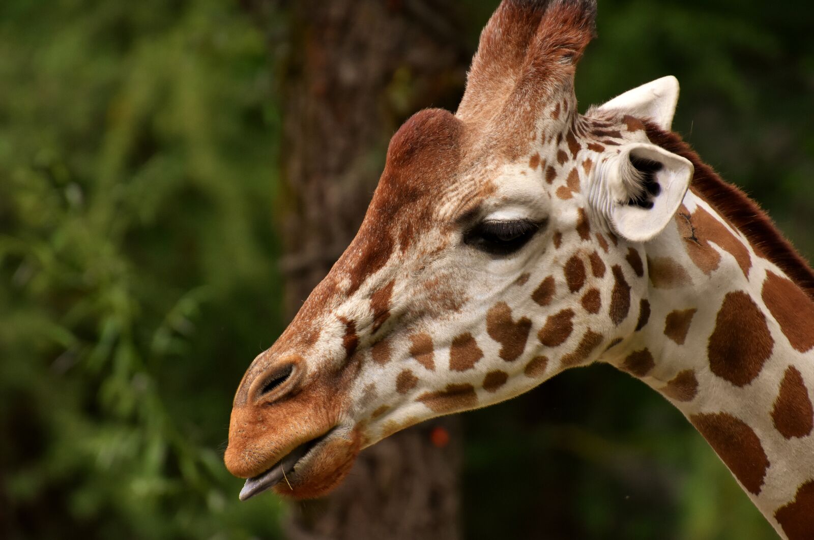 Nikon D7200 sample photo. Giraffe, zoo, animal photography