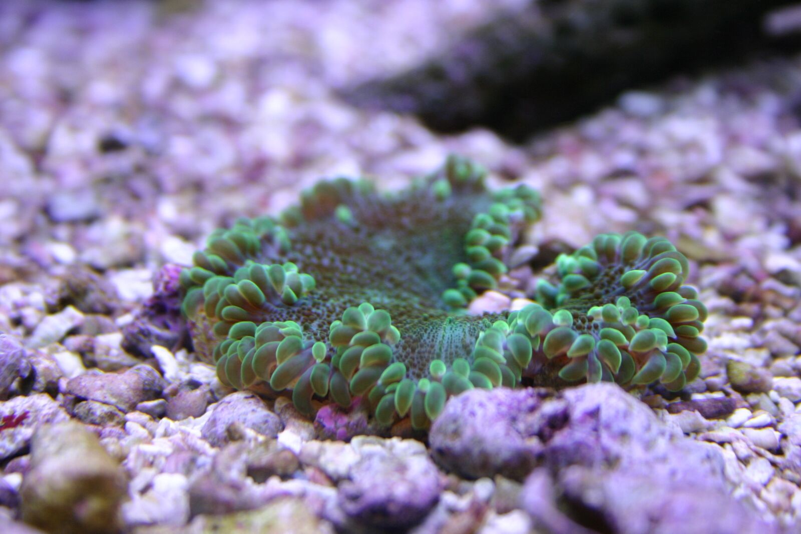 Canon EOS 300D (EOS Digital Rebel / EOS Kiss Digital) sample photo. Sea life, anemone, underwater photography