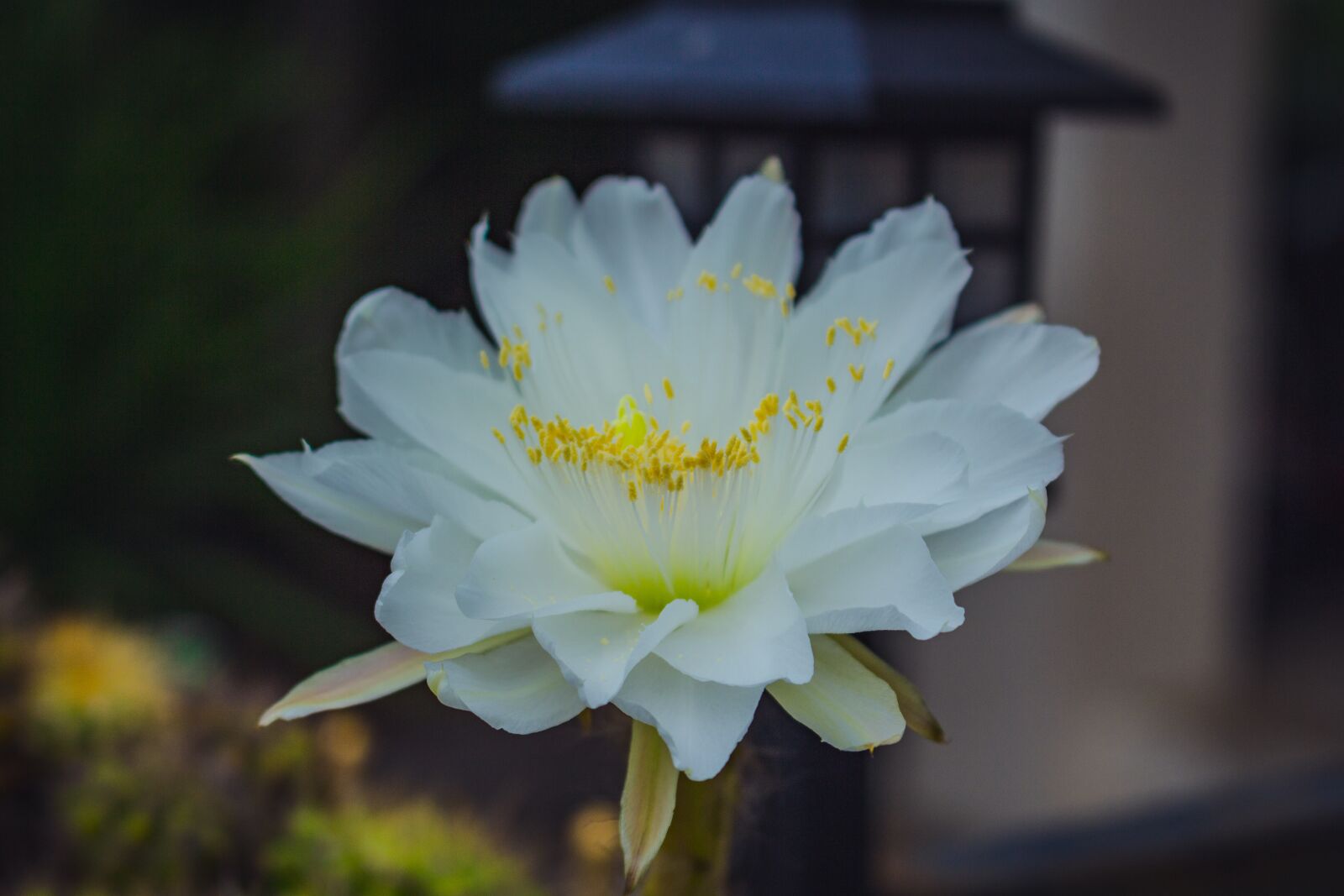 Canon EOS 700D (EOS Rebel T5i / EOS Kiss X7i) sample photo. White, leaves, flora photography
