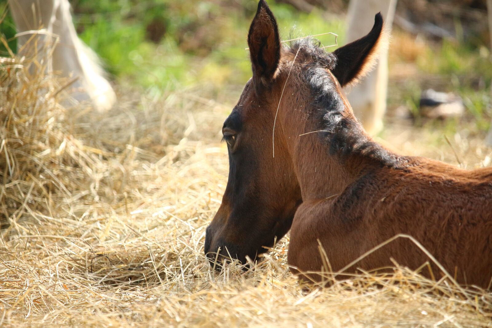 Canon EOS 100D (EOS Rebel SL1 / EOS Kiss X7) sample photo. Horse, foal, suckling photography