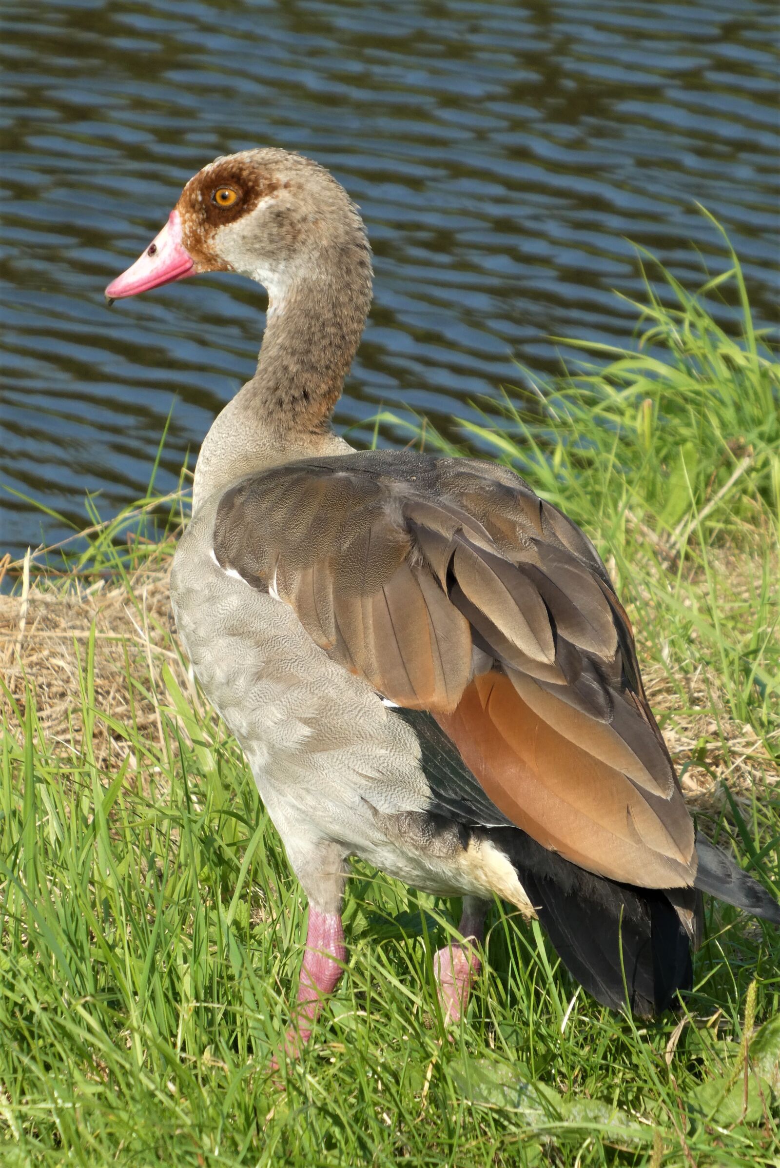 Panasonic Lumix DC-ZS70 (Lumix DC-TZ90) sample photo. Egyptian goose, goose, bird photography