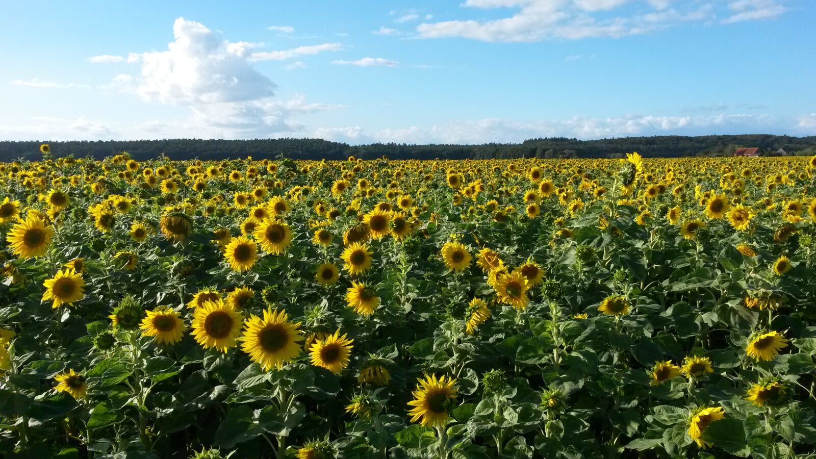 Samsung Galaxy S4 Mini sample photo. Sunflower field, sunflower, flowers photography