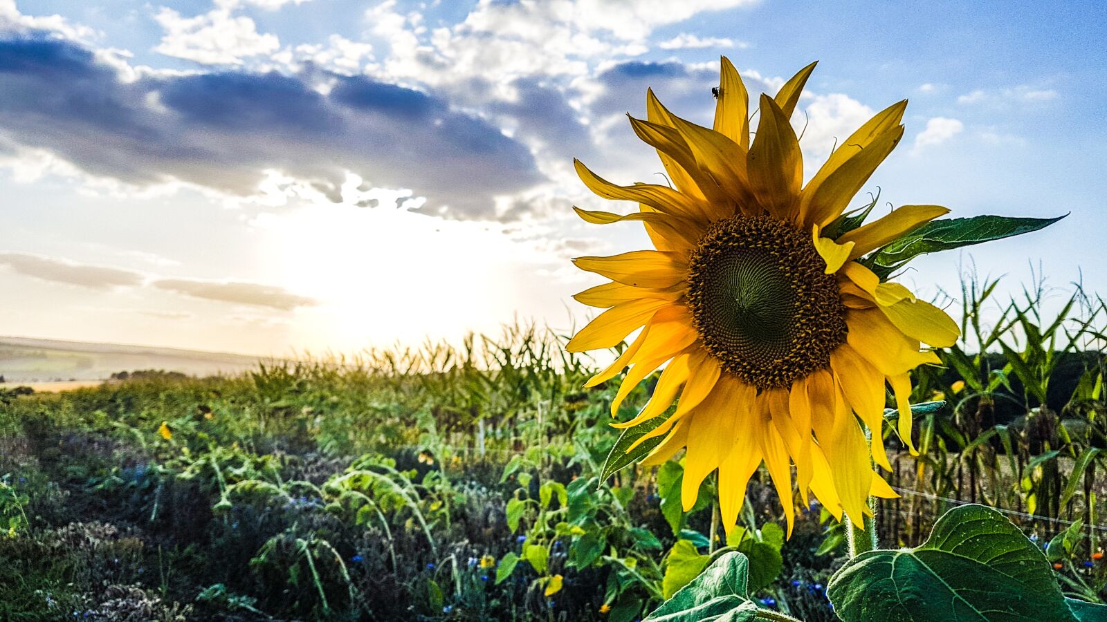 Samsung Galaxy S7 Edge sample photo. Sunflower, autumn, field photography