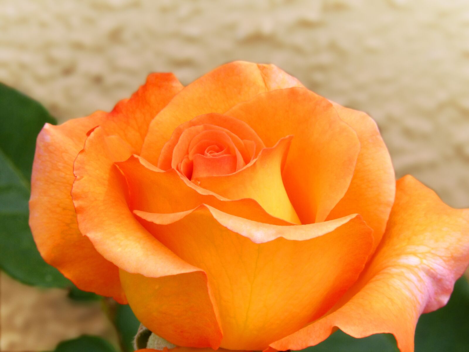 Panasonic DMC-FZ62 sample photo. Rosa, yellow rose, pink photography