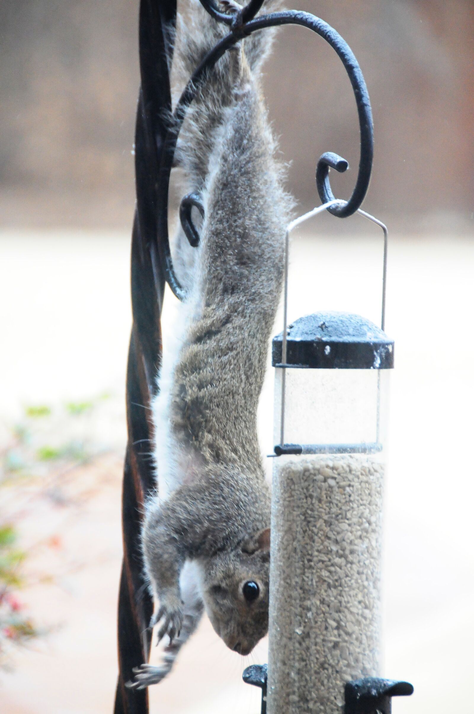 Nikon D300 sample photo. Squirrel, nature, wildlife photography