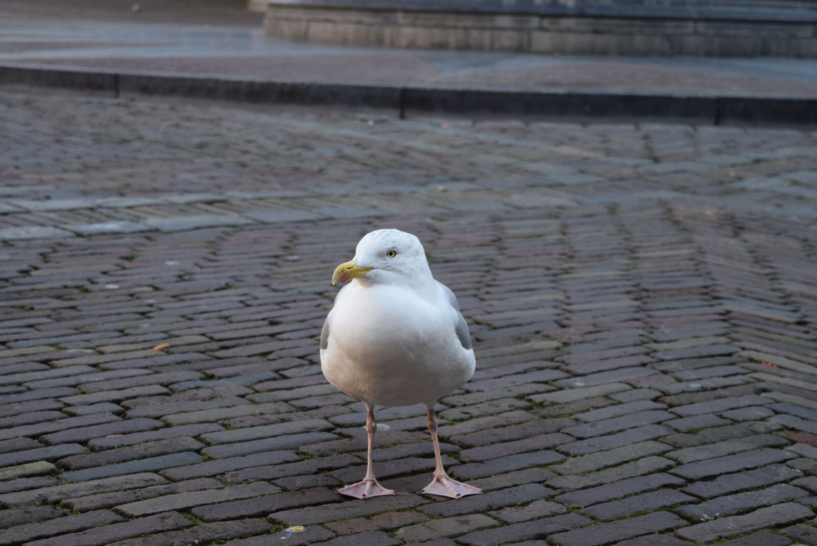 Nikon D5300 sample photo. Seagull, sea birds, birds photography