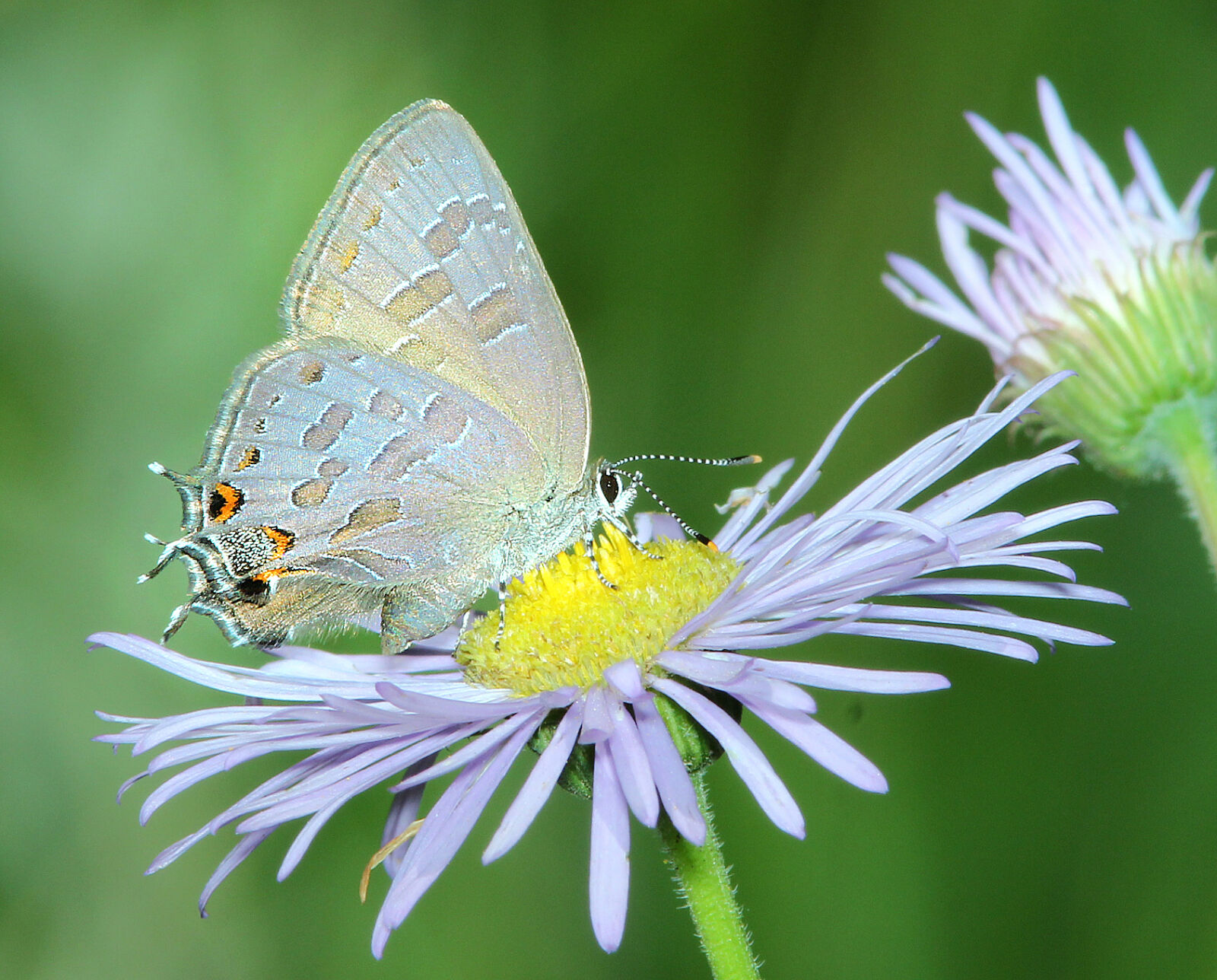 Canon EF 300mm F4L IS USM sample photo