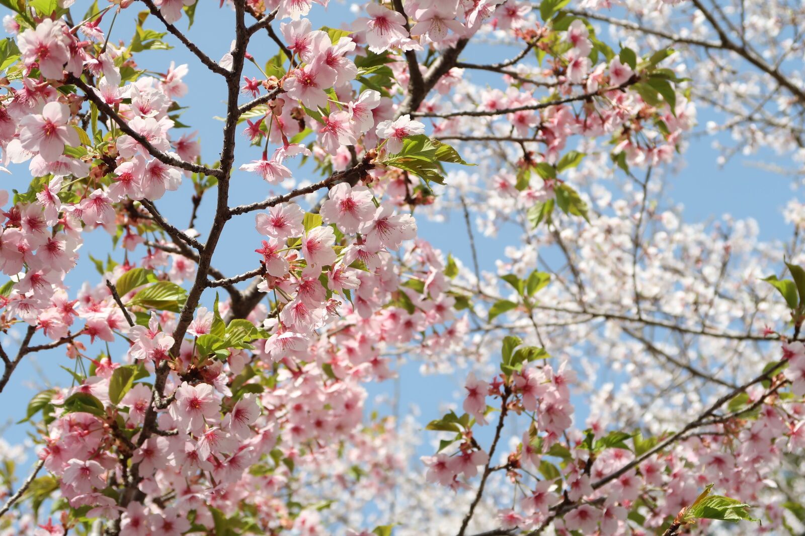 Canon PowerShot G7 X Mark II sample photo. Cherry blossoms, wood, flowers photography
