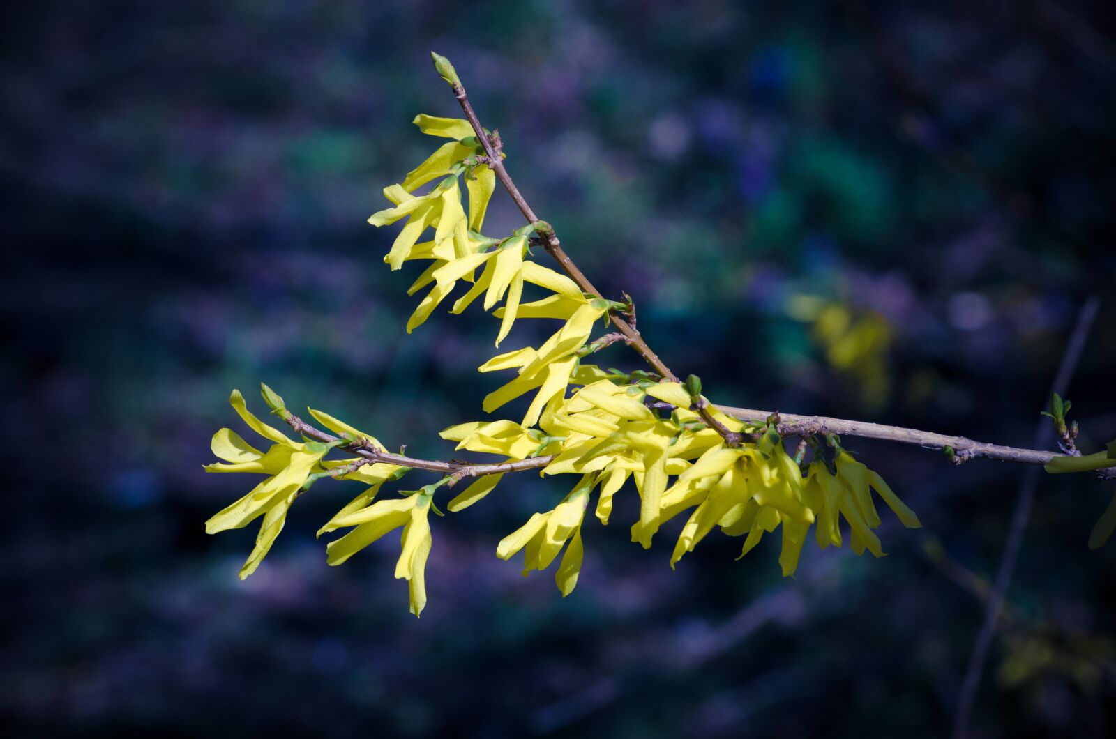 Nikon D5100 sample photo. Flowers, bloom, spring photography