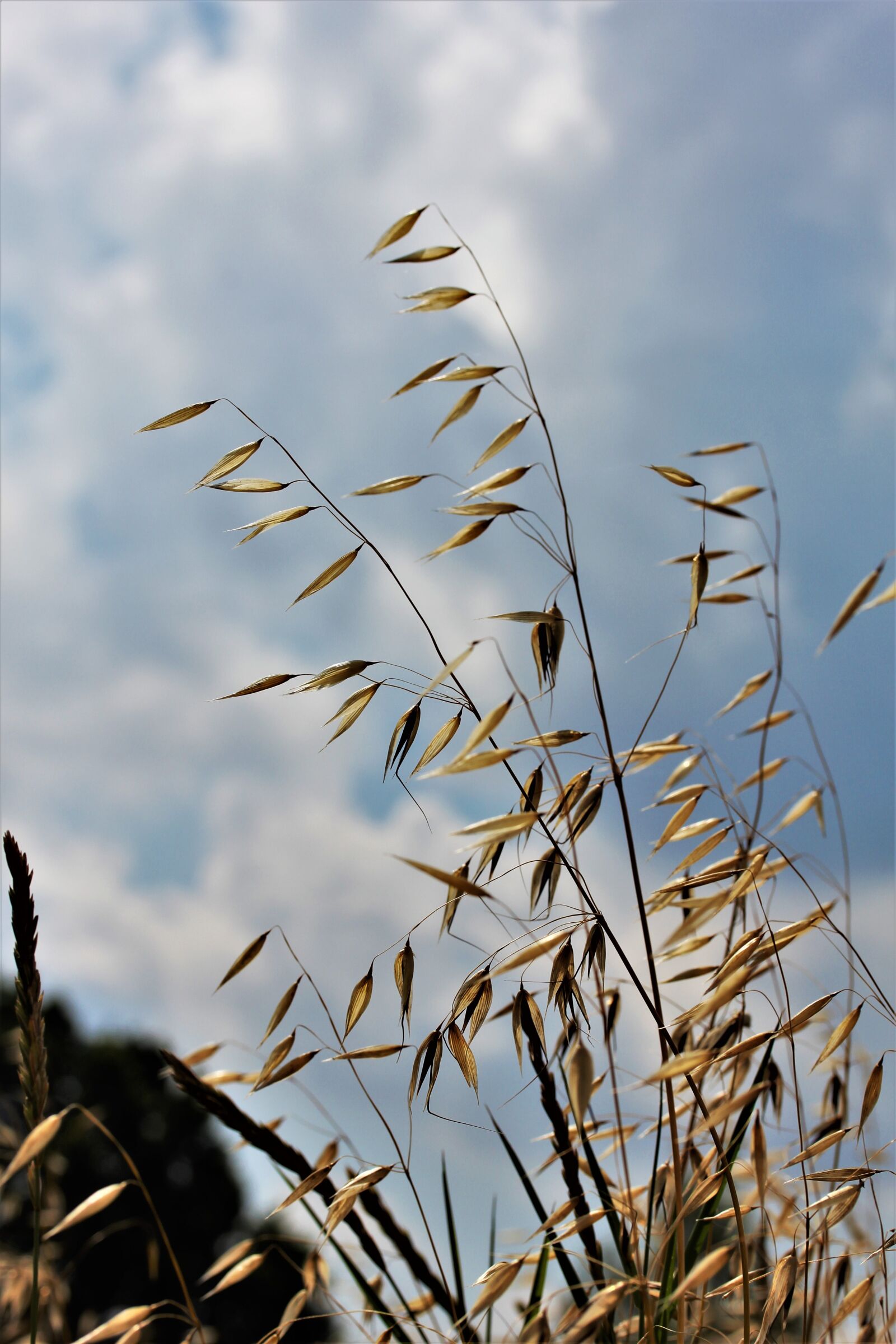 Canon EOS 550D (EOS Rebel T2i / EOS Kiss X4) sample photo. Oats, agriculture, cereals photography