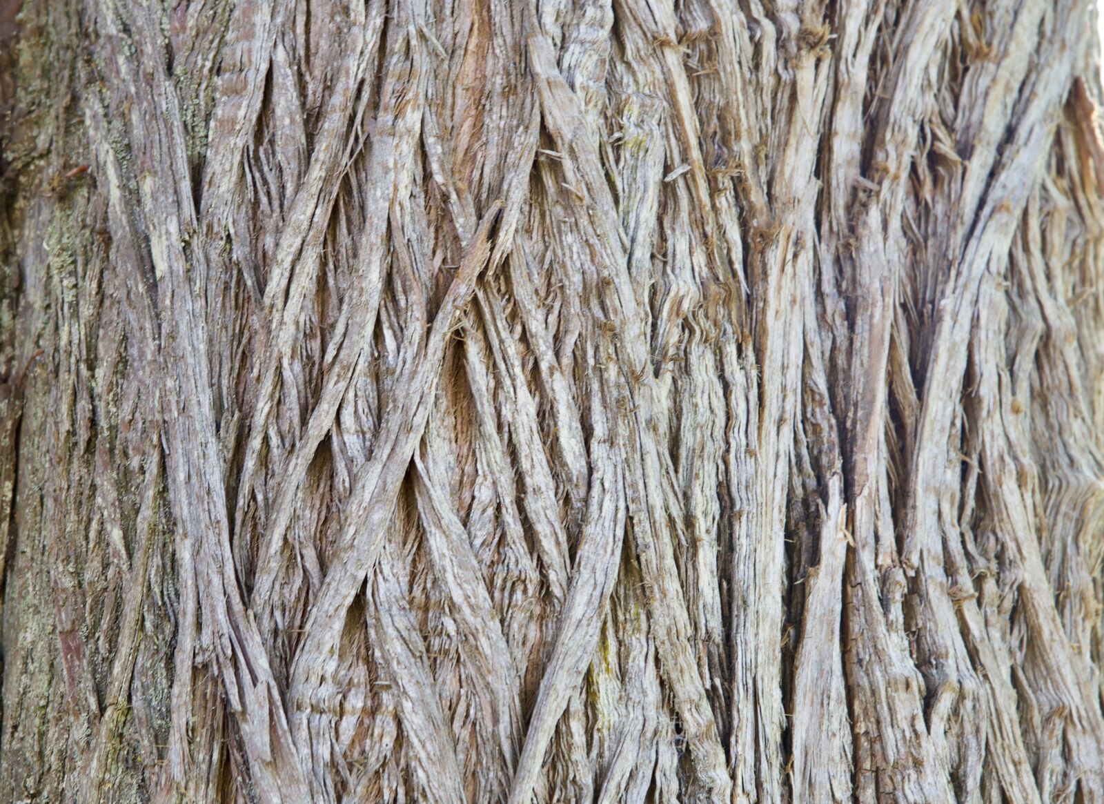 Nikon D750 sample photo. Texture, bark, wood photography