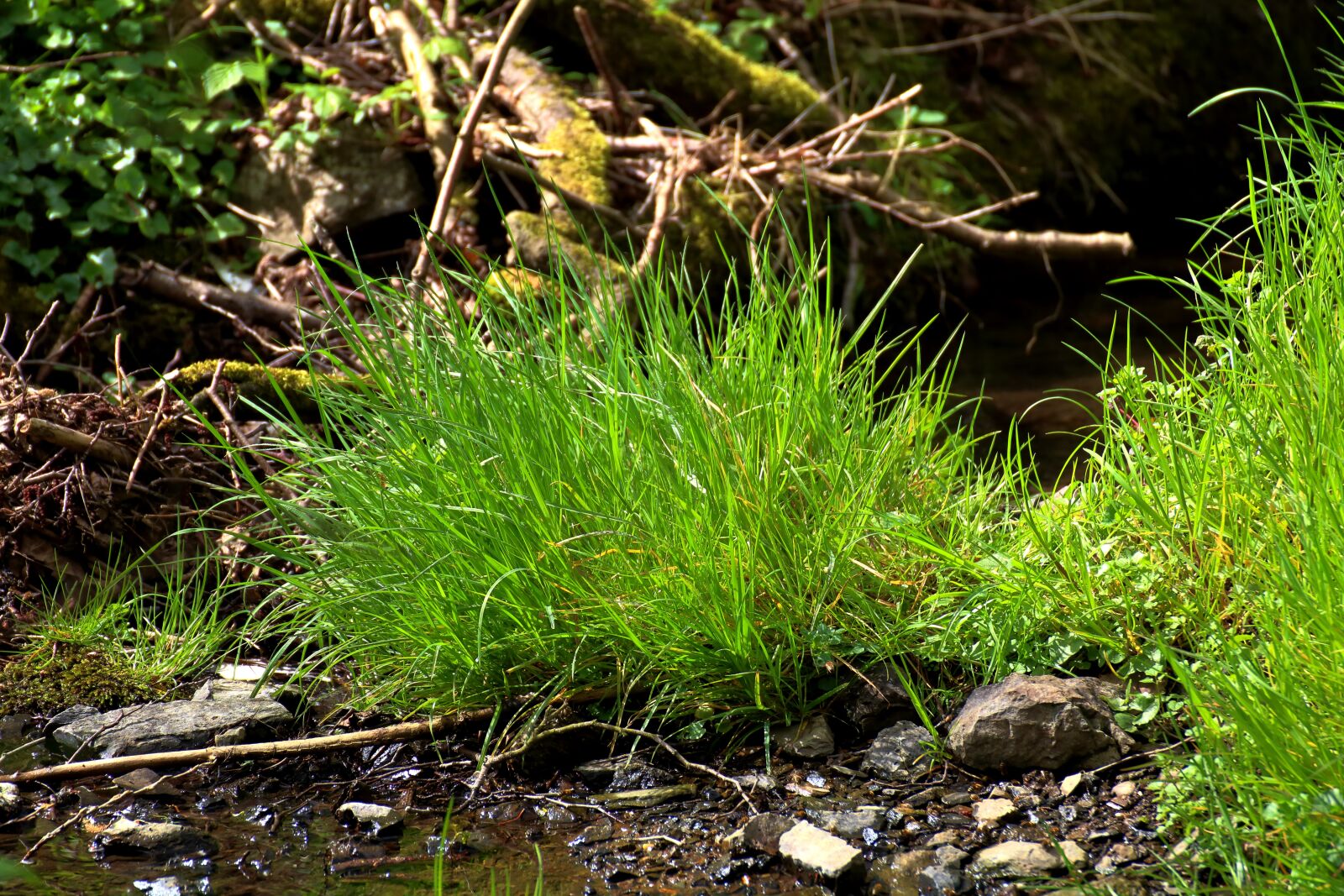 Canon EOS 750D (EOS Rebel T6i / EOS Kiss X8i) sample photo. Grass, nature, wilderness photography