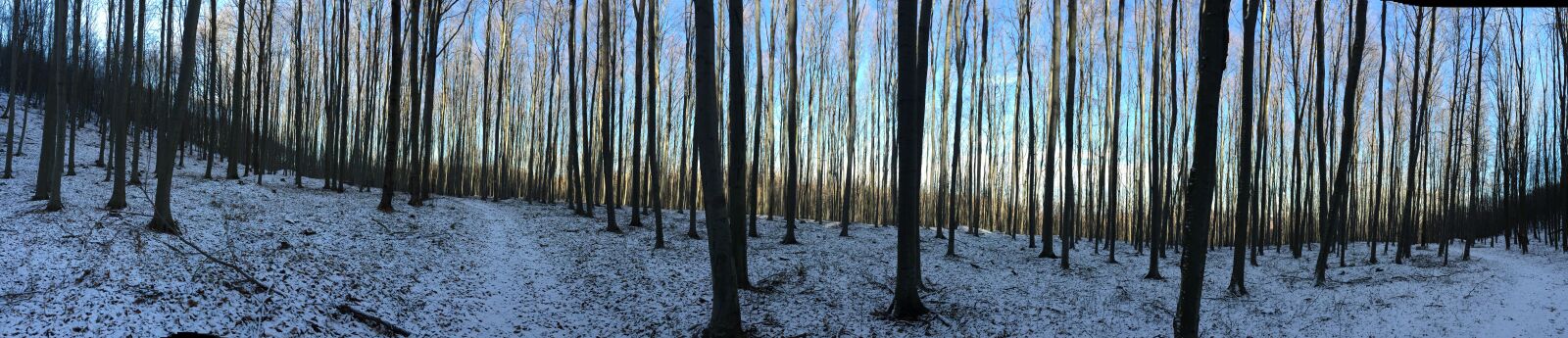 Apple iPhone 6 sample photo. Nature, trees, panorama-like photography