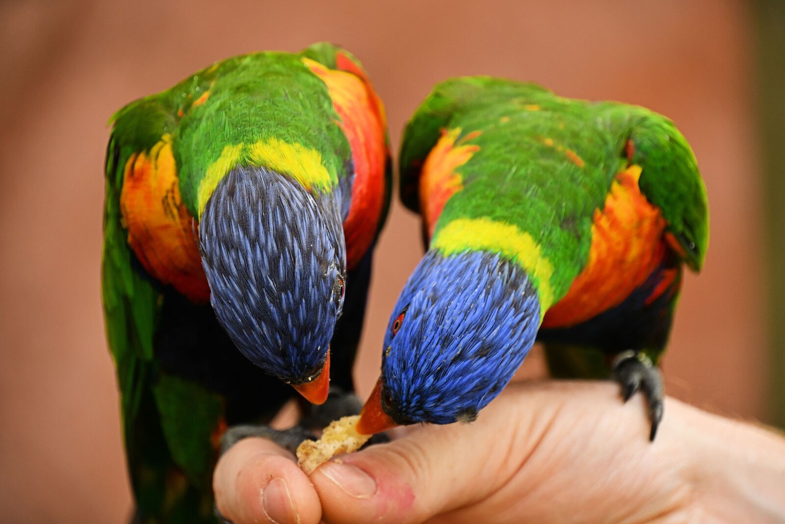 Nikon D500 sample photo. Lori, pair, birds photography