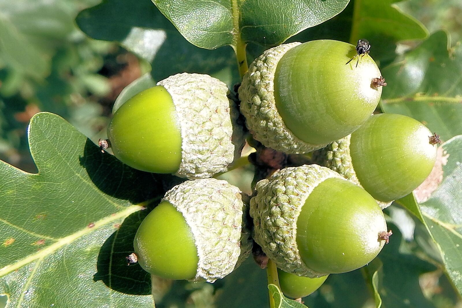 Fujifilm FinePix SL1000 sample photo. Acorns, oak leaves, oak photography
