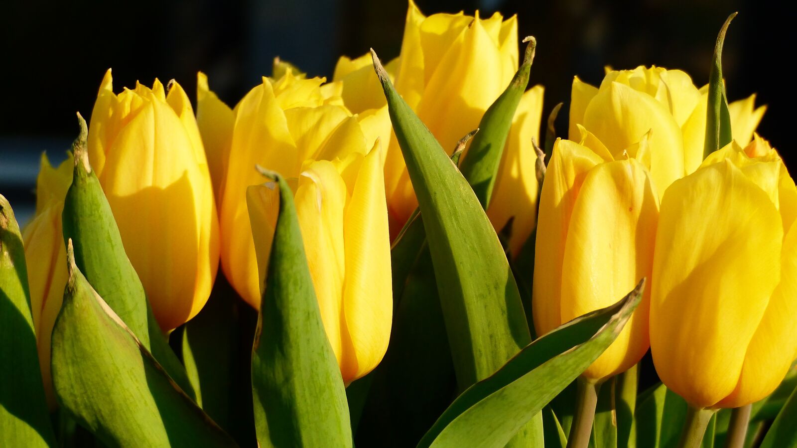 Panasonic Lumix DMC-FZ200 sample photo. Tulip, nature, flower photography