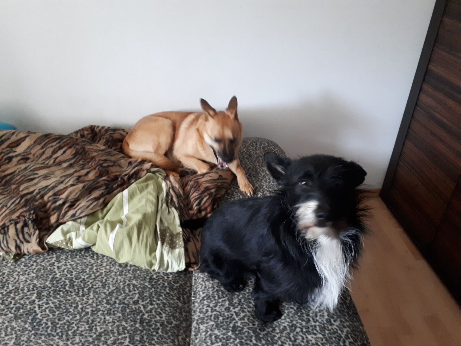 Samsung Galaxy A5(2017) sample photo. My dogs, kate black photography