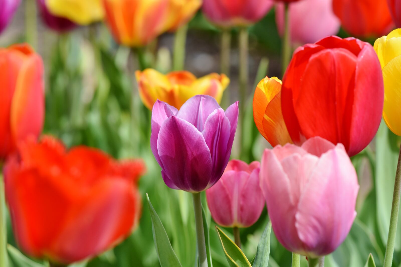Nikon D7200 sample photo. Tulips, tulip field, tulpenbluete photography