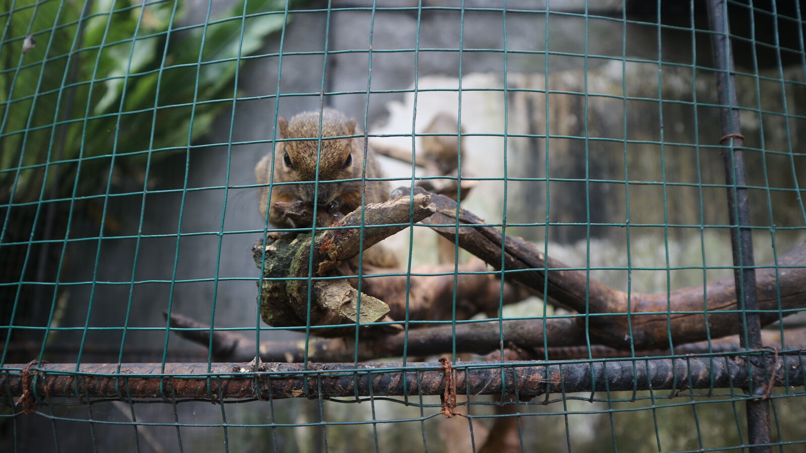 Canon EOS M10 sample photo. Animal, bali, cage, forest photography