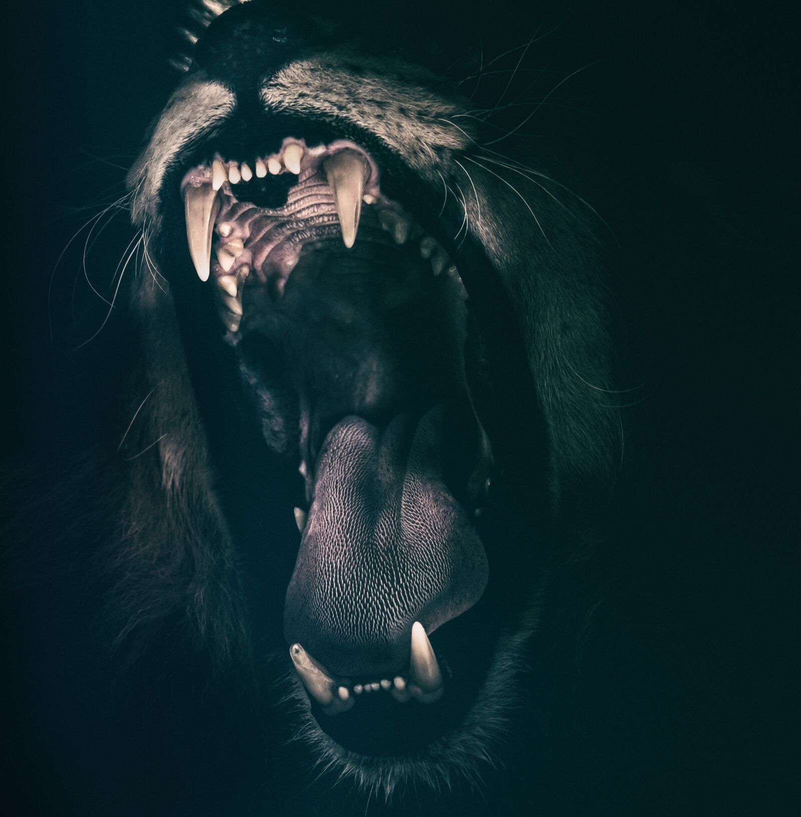 Nikon D750 sample photo. Lion, teeth, roar photography