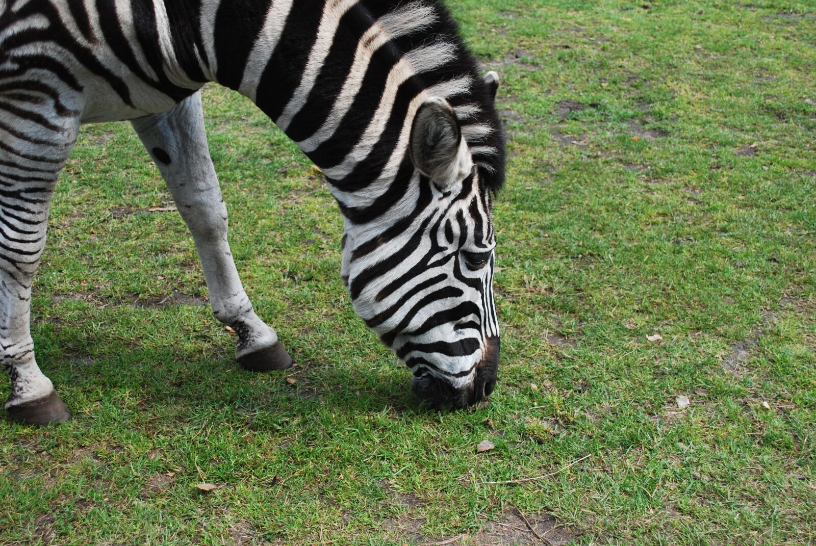 Nikon D60 sample photo. Zebra, stripes, safari photography