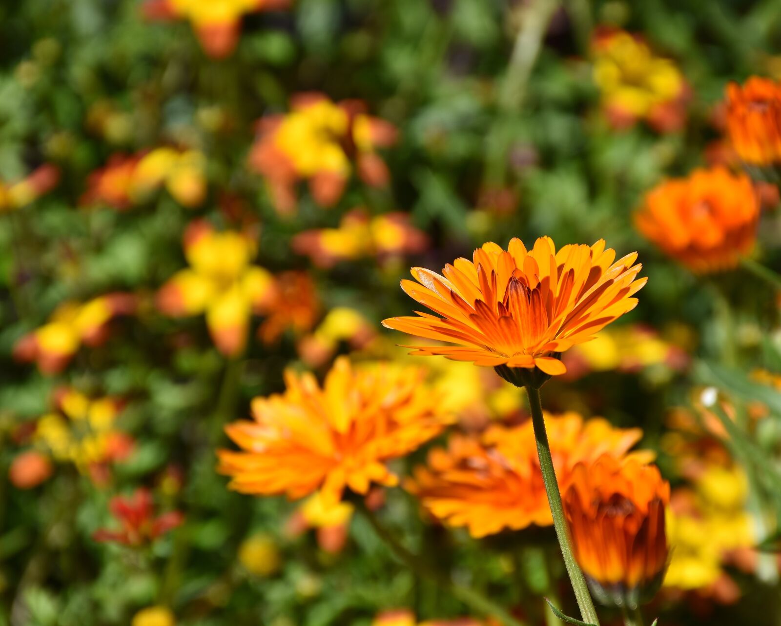Nikon D7200 sample photo. Flowers, sunflower, plant photography