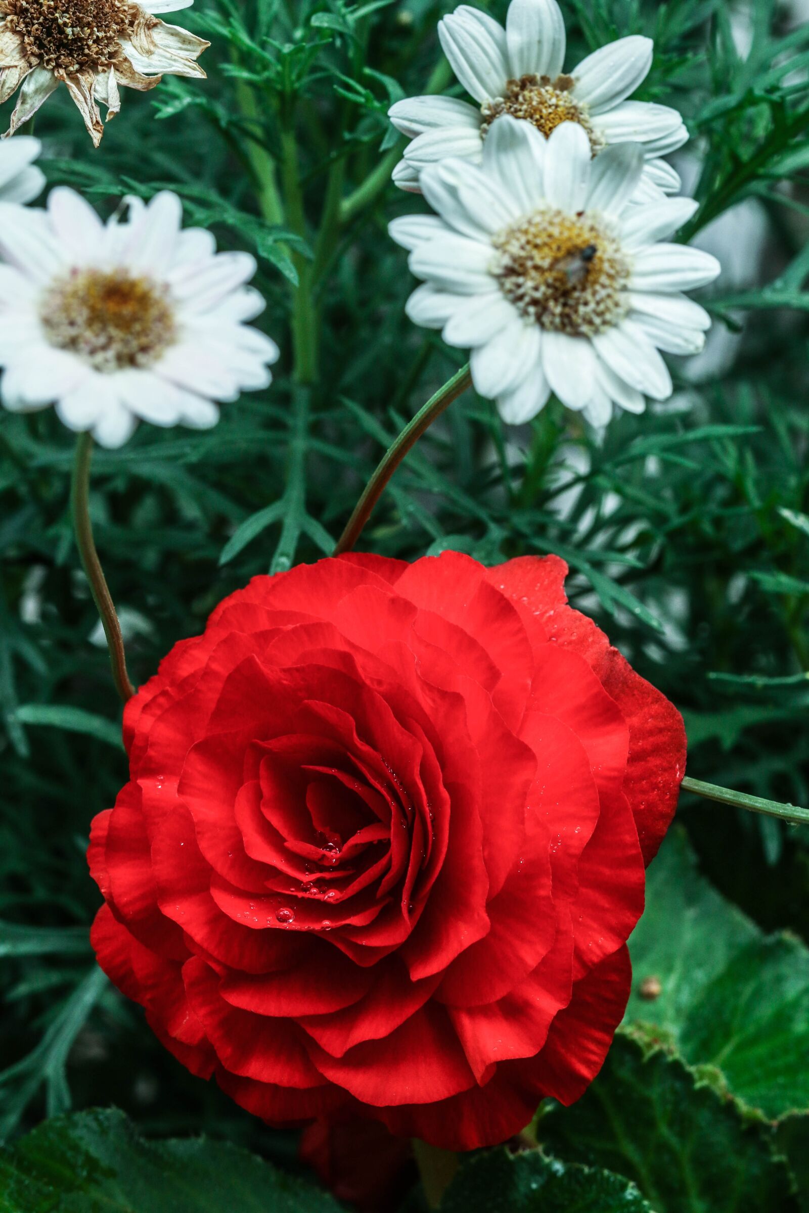 Canon EOS 7D Mark II sample photo. Flower, rose, red photography