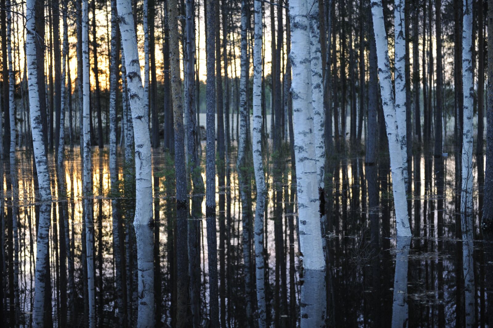 Nikon D3 sample photo. Birch trees, water, lake photography