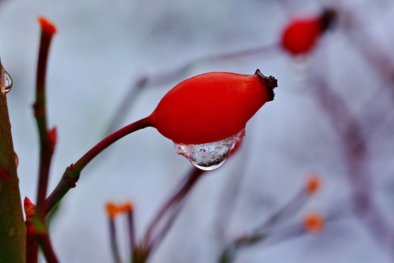 Nikon D5200 sample photo. Nature, rose hip, frost photography