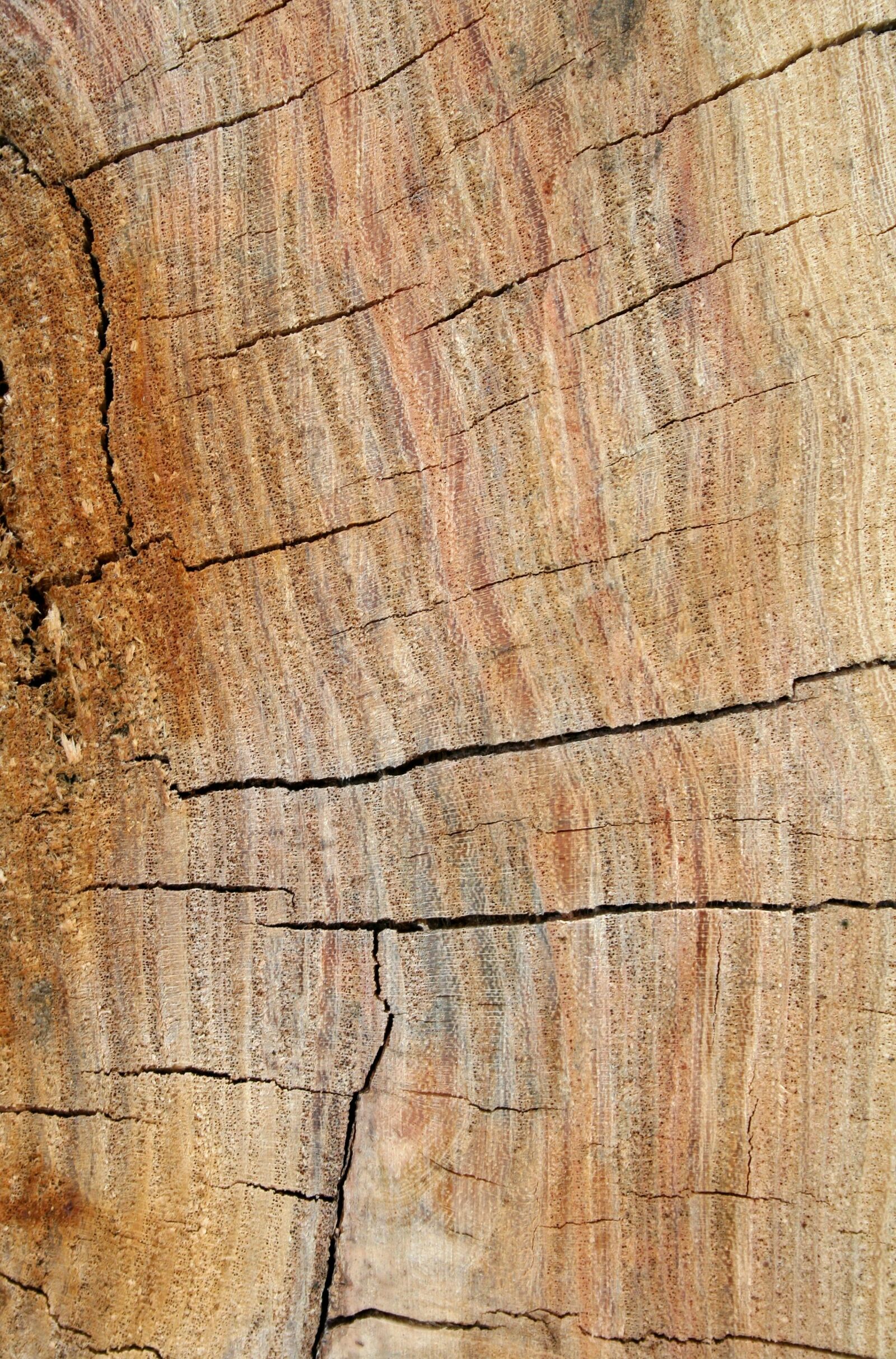 Canon EOS 400D (EOS Digital Rebel XTi / EOS Kiss Digital X) sample photo. Wood, grain, texture photography
