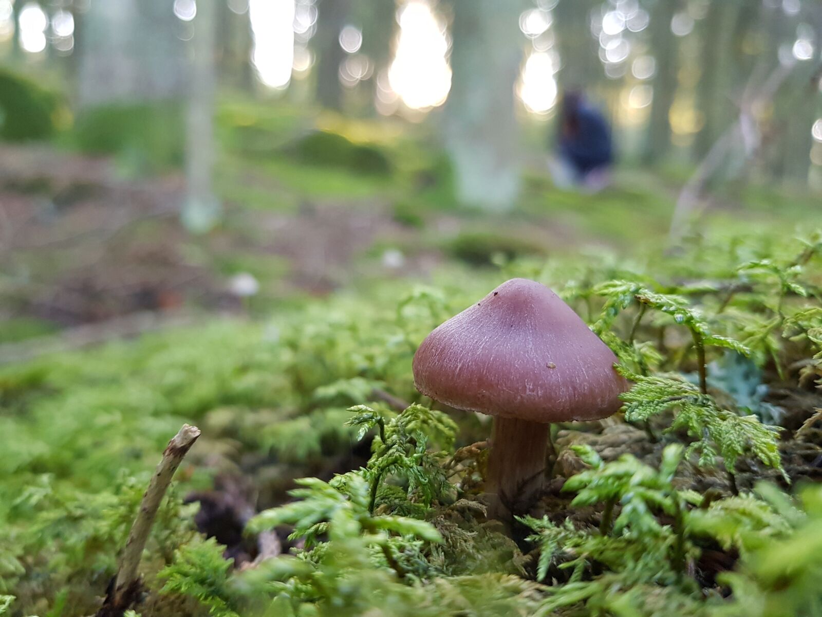 Samsung Galaxy S8+ sample photo. Mushroom, toxic, forest photography