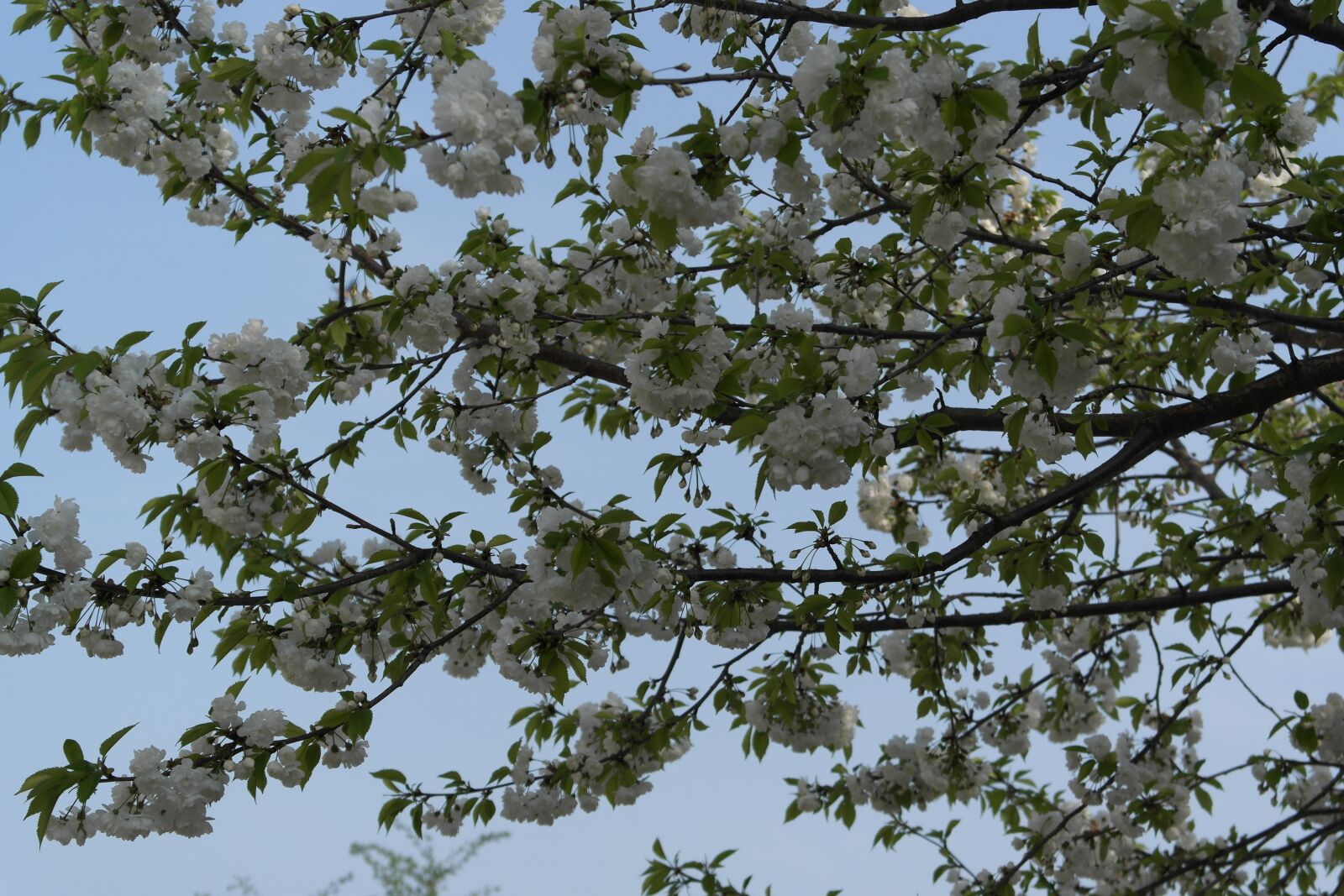 Samsung NX1000 sample photo. Tree, flowers, spring photography