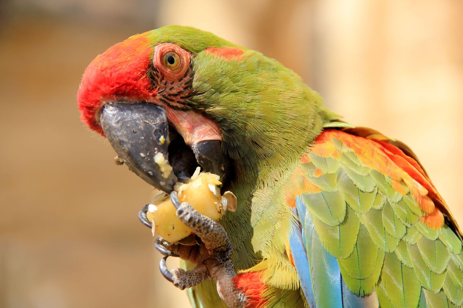 Canon EOS 550D (EOS Rebel T2i / EOS Kiss X4) sample photo. Bird, plumage, colorful photography
