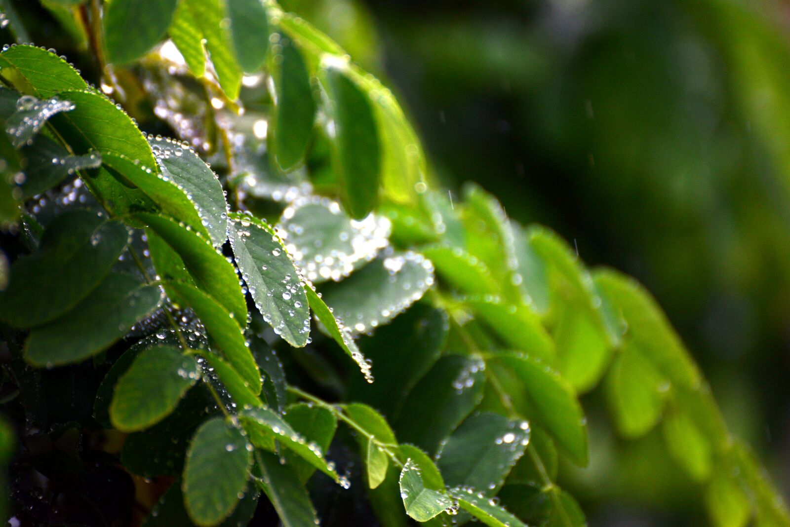 Nikon D610 sample photo. Leaves, rain, raindrop photography