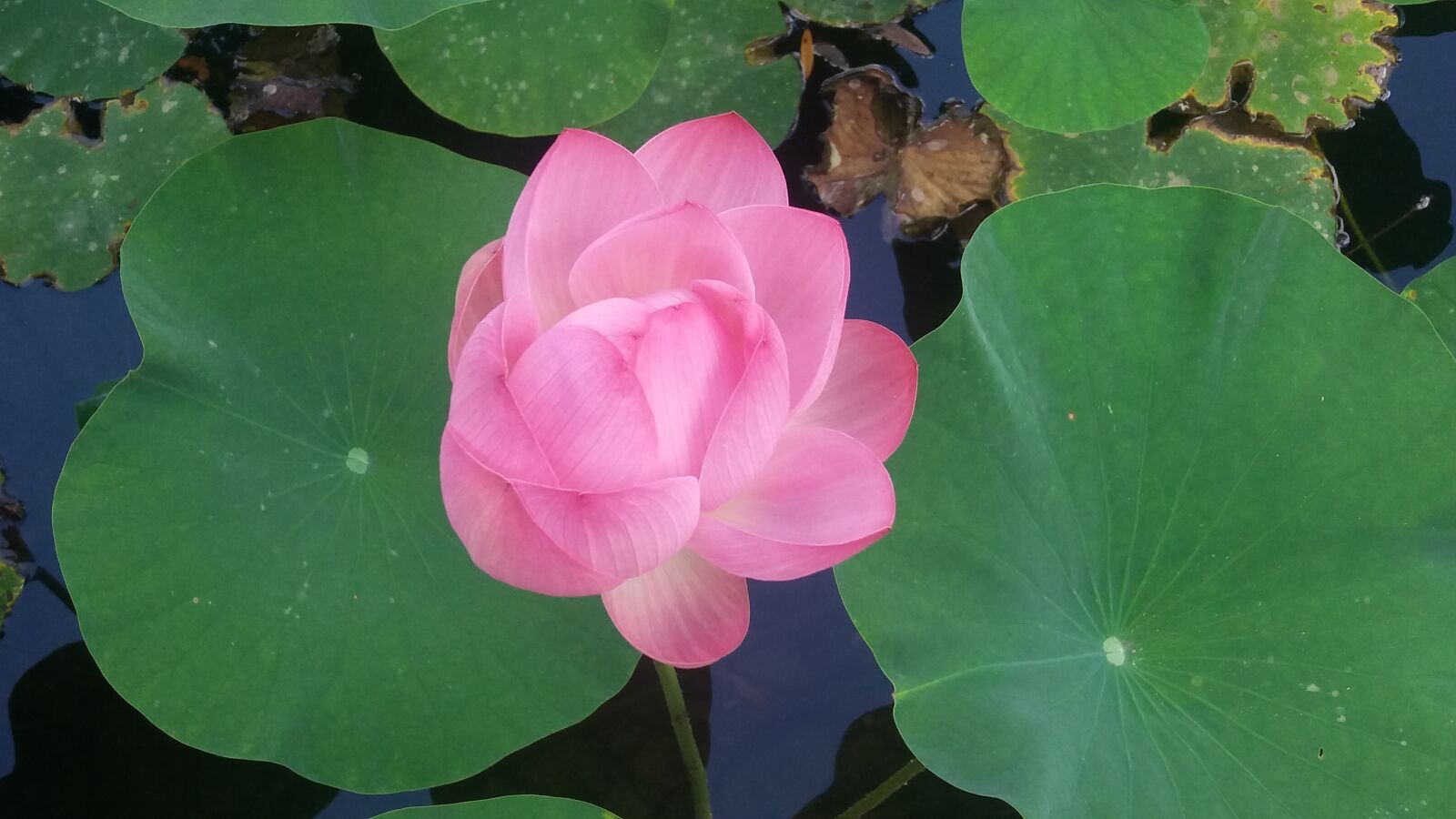 Samsung Galaxy J5 sample photo. Purity, lily, water lily photography